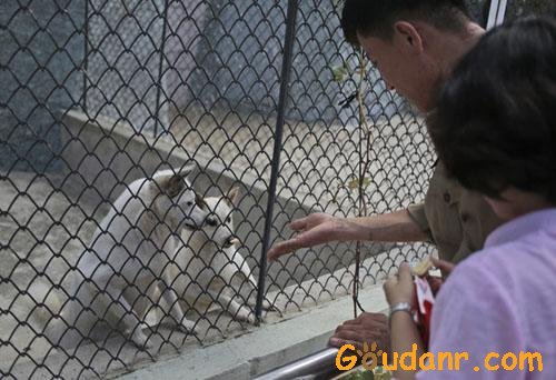 台媒称平壤动物园重开业：狗展馆最热门！