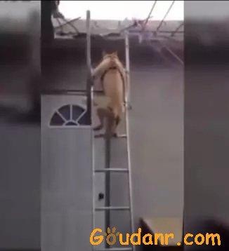 狗狗学会爬梯子，只上房顶看天空