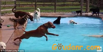 美宠物日托所举办游泳排队 狗狗们玩嗨啦！