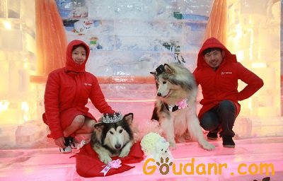 干了这碗狗粮！铲屎官为爱犬办冰雪婚礼