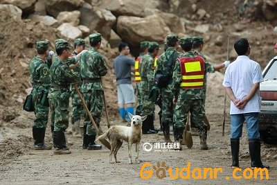 感动！浙江遂昌山体滑坡现场现“忠犬八公”