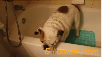 狗狗不愿意洗澡？可能是计策不对