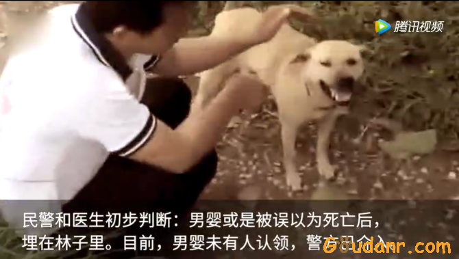 厉害了word狗！狗狗野地刨出一个月大活婴！