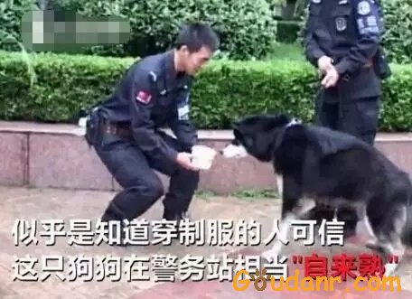 “傻狗”不傻！狗狗走丢了第一反应不是去找主人，而是去找警察