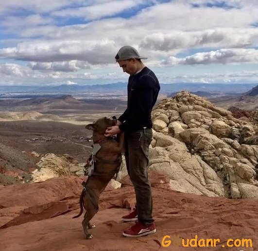 拉布拉多犬训练方法